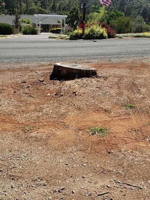 Large freshly cut stump beside a road, with a house, flag, and hillside behind it
