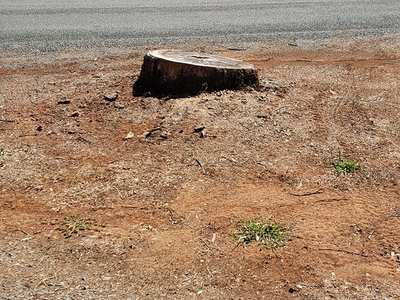Large freshly cut stump beside a road, with a house, flag, and hillside behind it