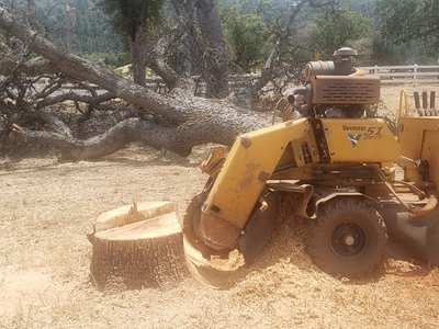 Yellow Vermeer SC362 grinding an oak stump in dry grass beside a fallen oak and a white rail fence
